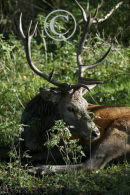 Red Deer Stag